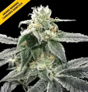 blue dream strain