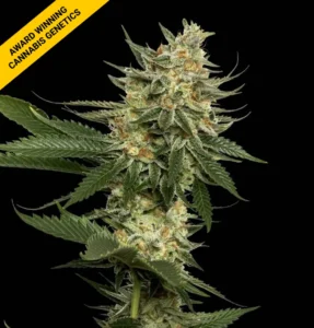 tangie strain