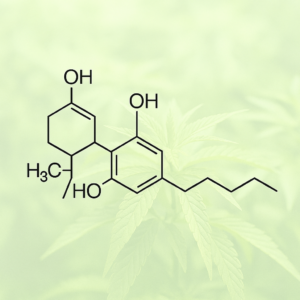 Trema micrantha blume