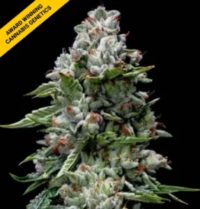 kosher kush strain