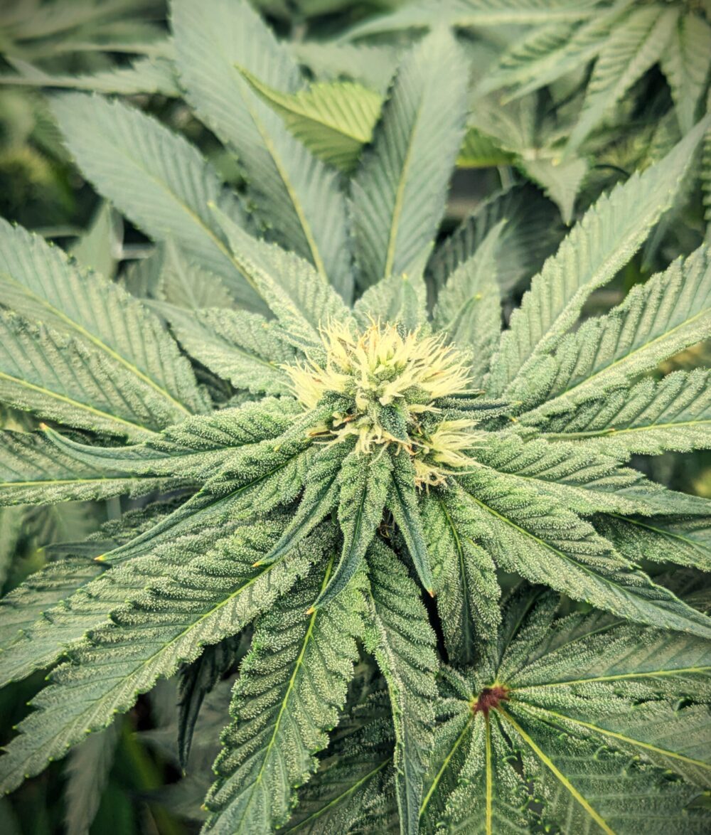 cannabis genetics