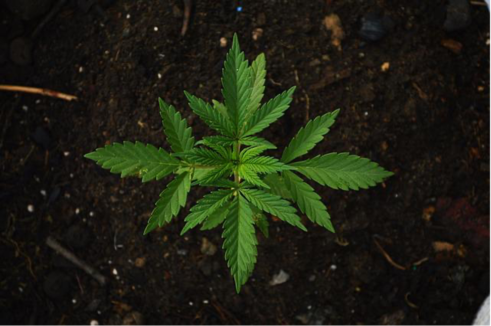 best growing soil marijuana cultivation