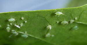 aphids