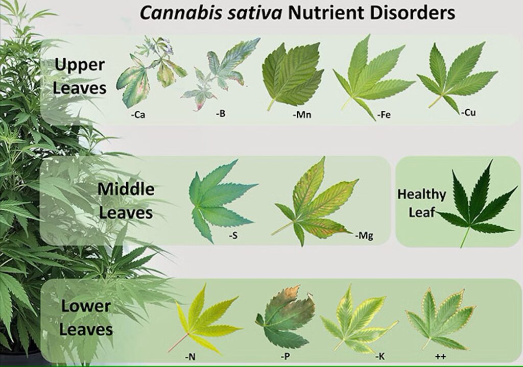 cannabis nutrient disorders
