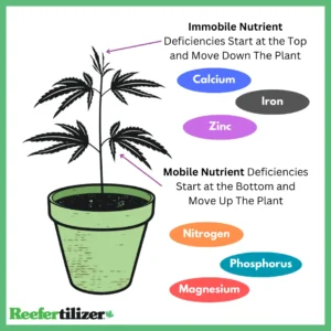 nutrient mobility