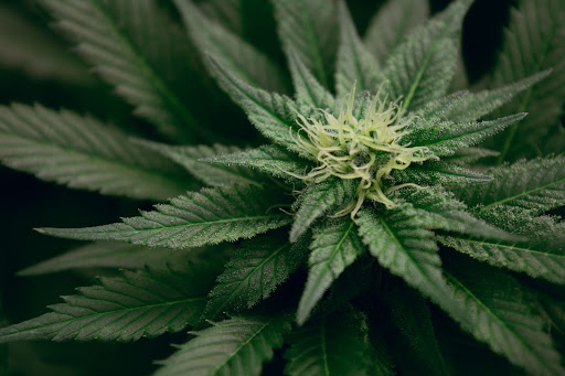 watering cannabis cultivation