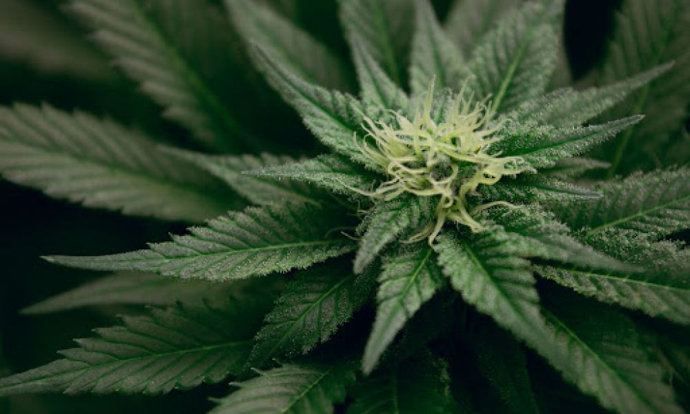 watering cannabis cultivation