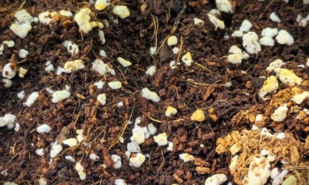 best growing soil