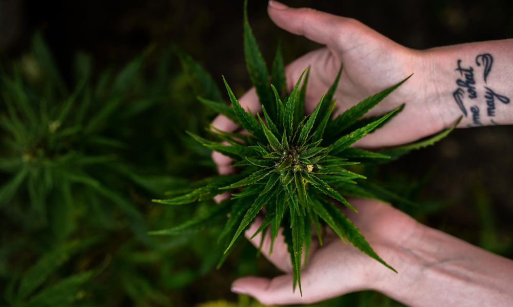 flushing cannabis privacy policy