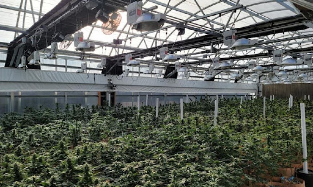 cultivation strategies