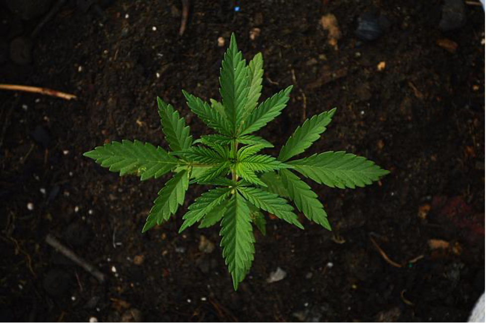 best growing soil marijuana cultivation