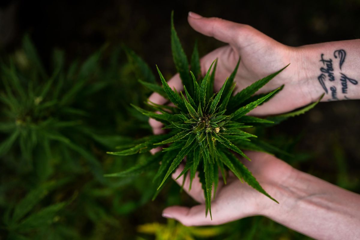 flushing cannabis privacy policy